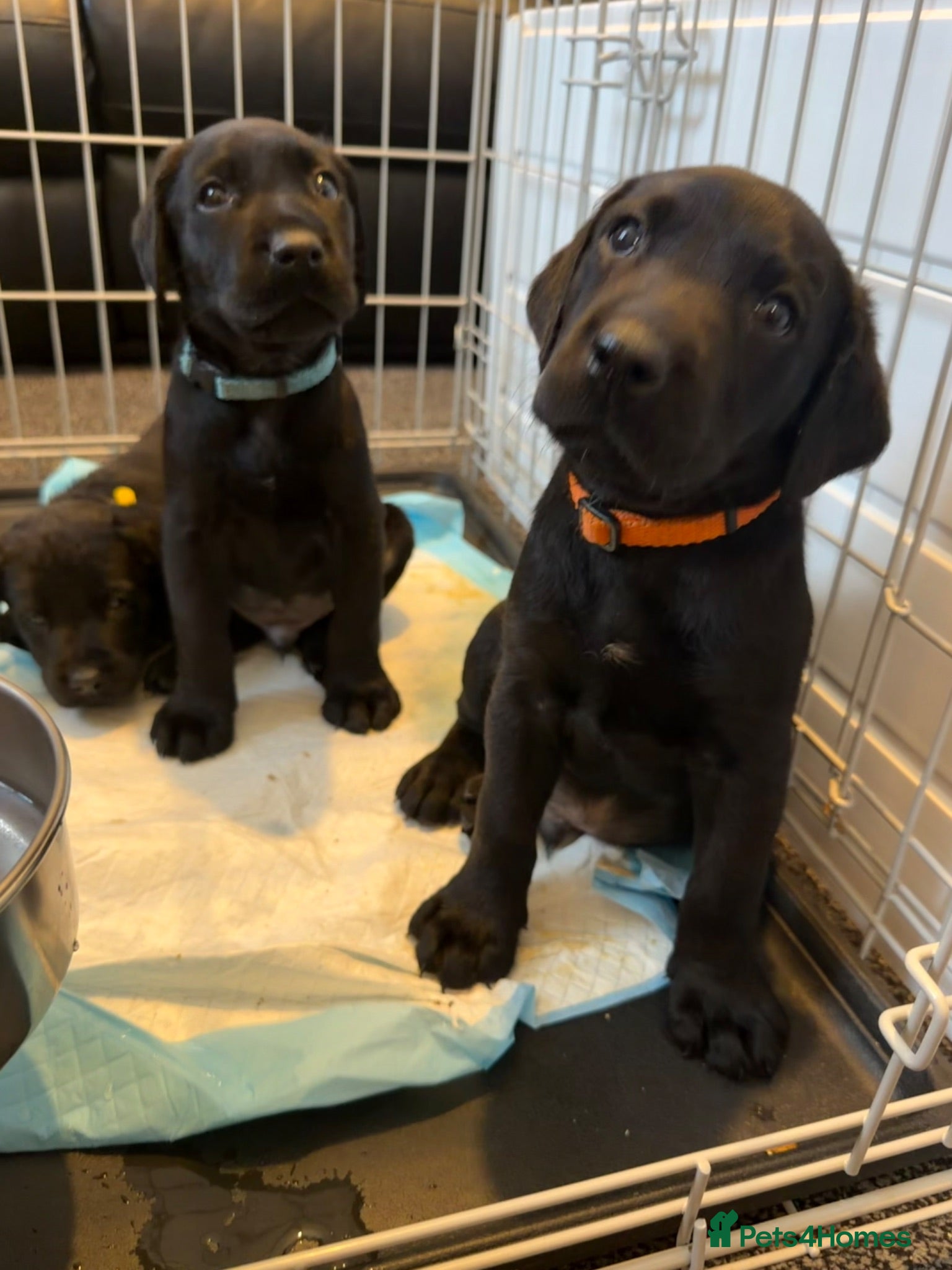 Labrador Retriever dogs Pedigree Black Labrador pups 3 boys and 1  girl - Advert 1