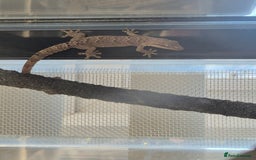 Gecko reptiles for sale: Mourning gecko adults - Advert 6