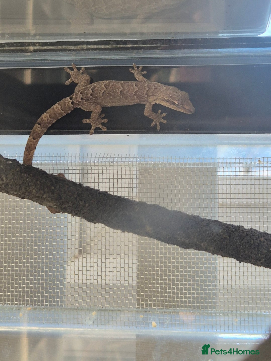 Gecko reptiles for sale: Mourning gecko adults - Advert 6