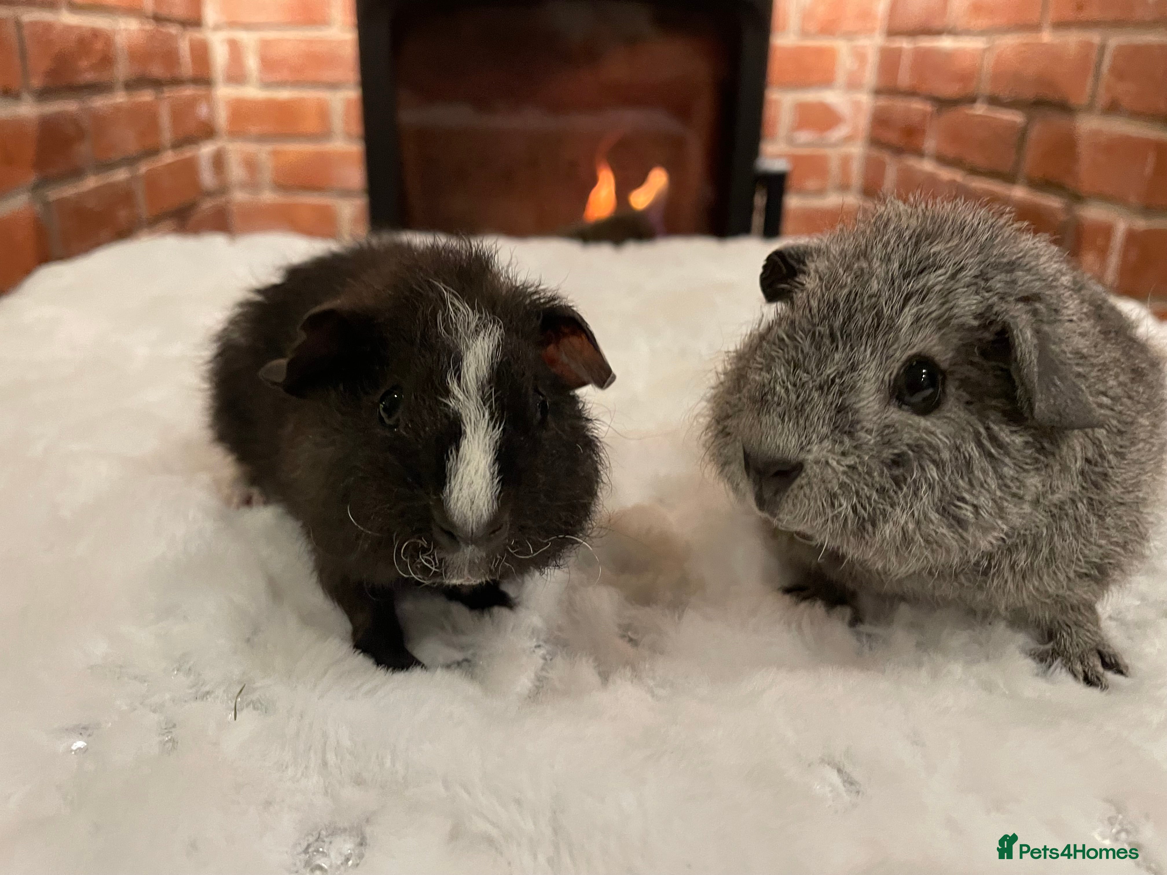 Guinea Pig rodents Pair of male Rex guinea pigs  - Advert 1