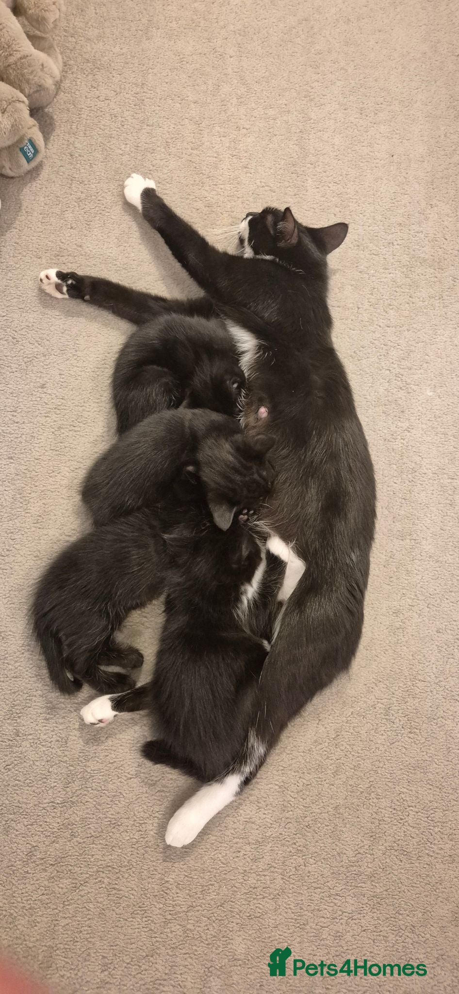 Mixed Breed cats Kittens - Advert 2