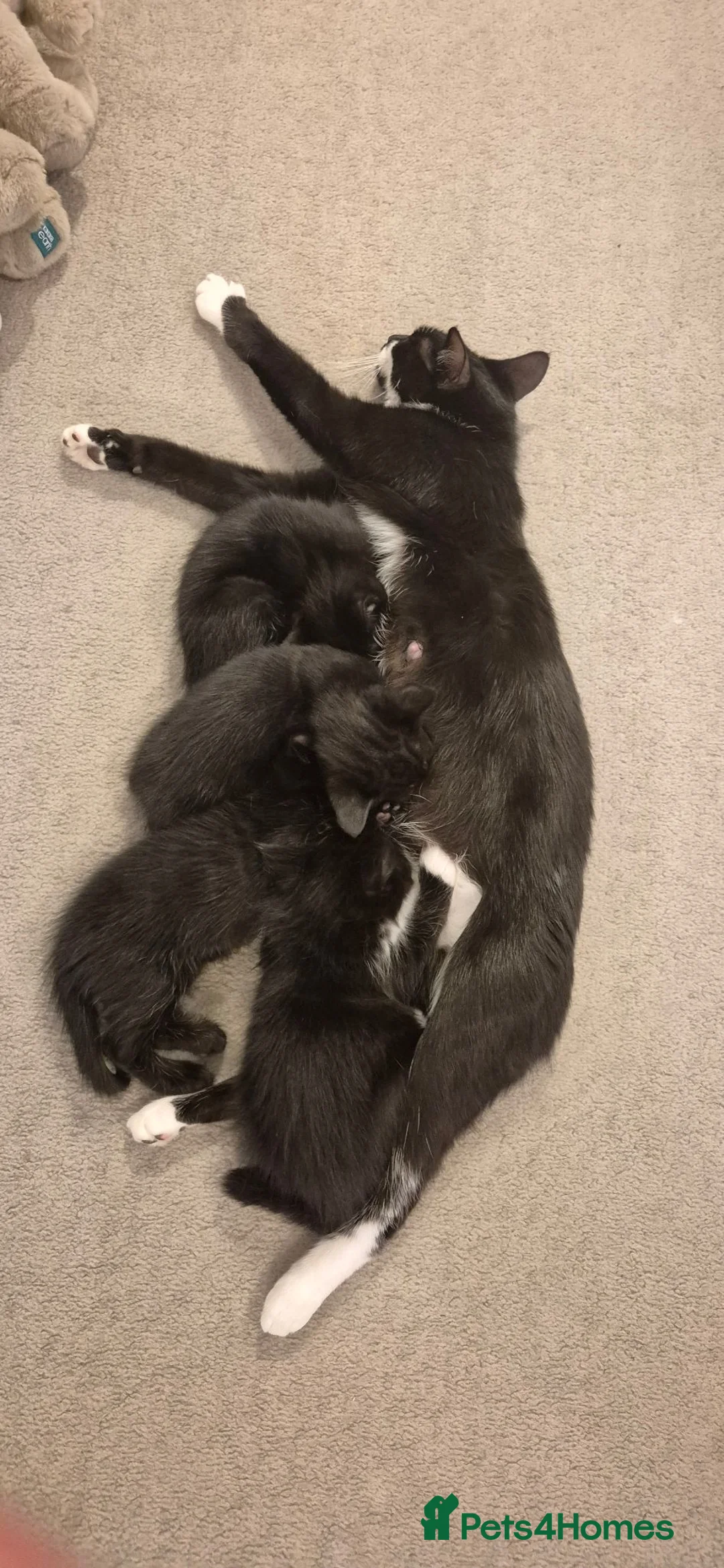 Mixed Breed cats for sale: Kittens in Sudbury - Advert 1
