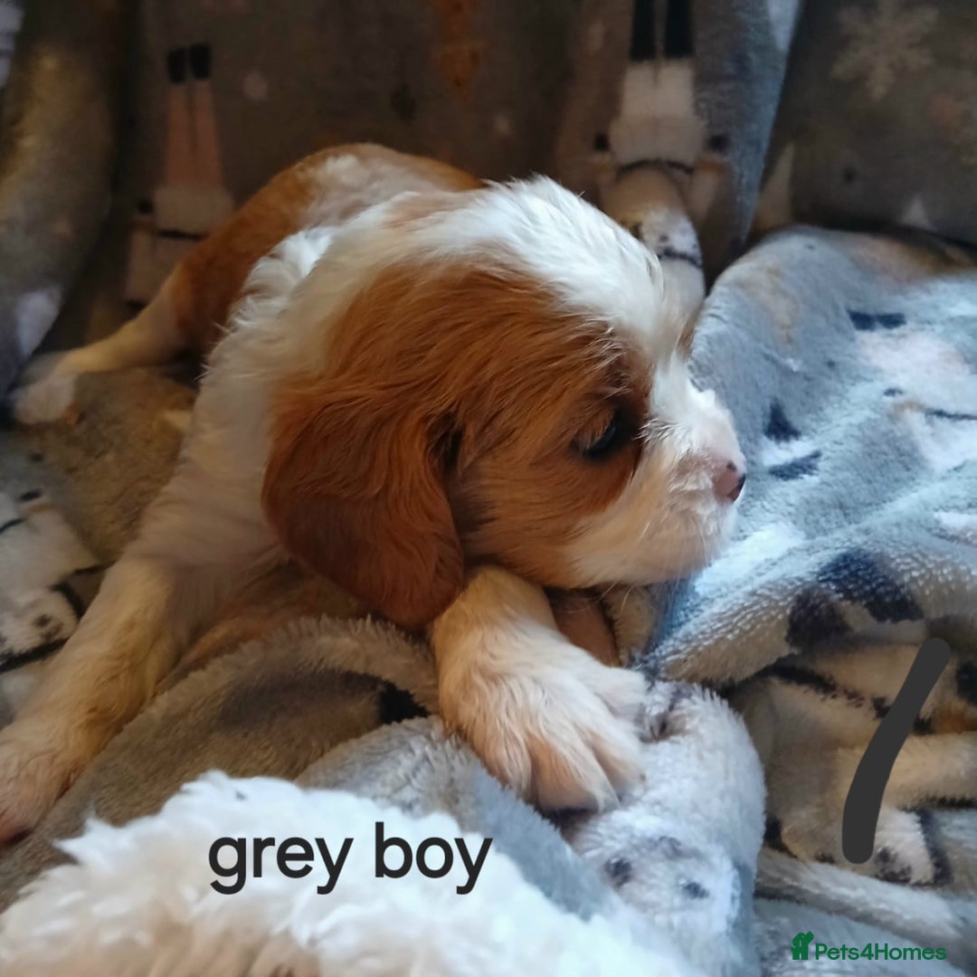 Cavalier King Charles Spaniel dogs for sale: DNA TESTED CAVALIER KING CHARLES  - Image 13
