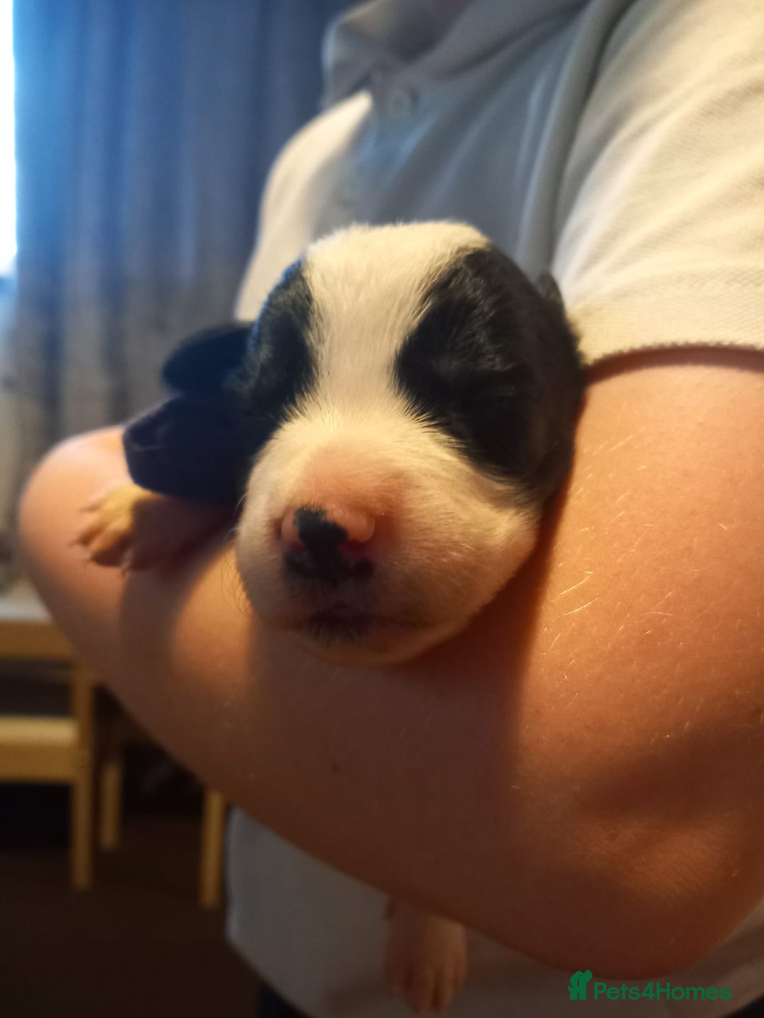 Sprollie dogs for sale: Sprollies - Image 12
