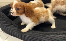 Cavalier King Charles Spaniel dogs for sale: Beautiful cavaliers looking for forever homes - Image 20