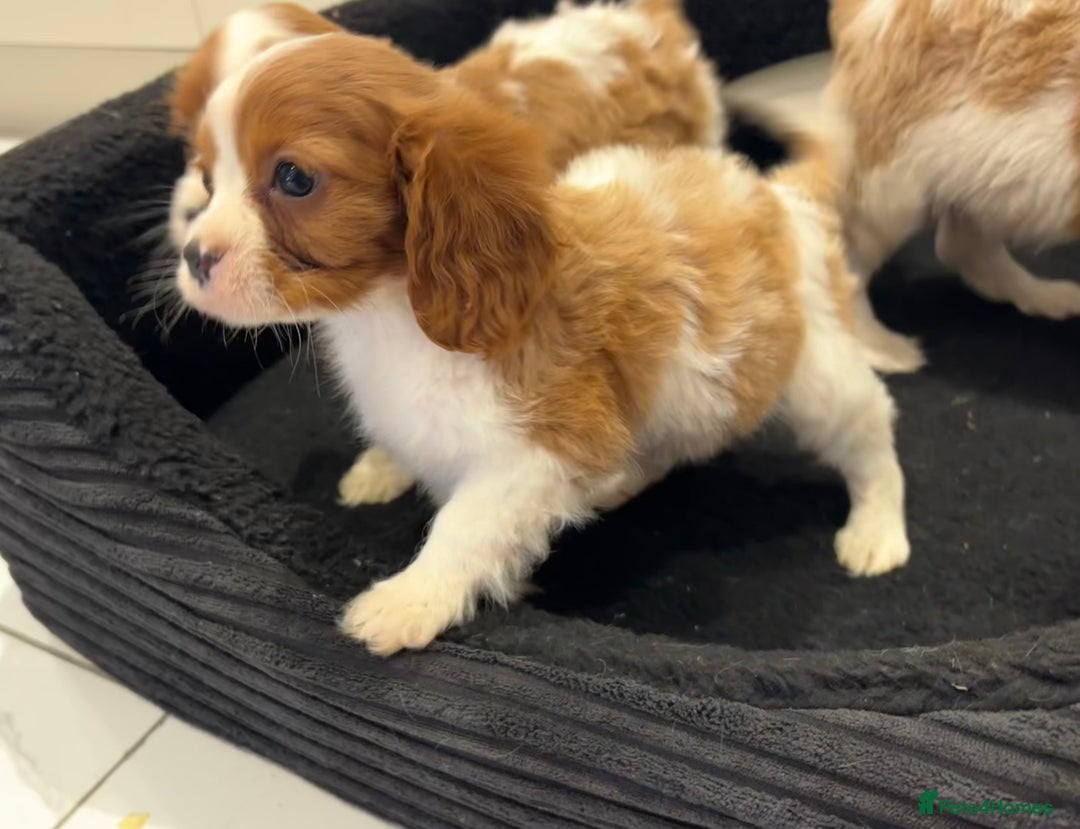 Cavalier King Charles Spaniel dogs for sale: Beautiful cavaliers looking for forever homes - Image 20