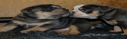 Olde English Bulldogge dogs for sale: Olde English bulldog puppies  - Advert 5