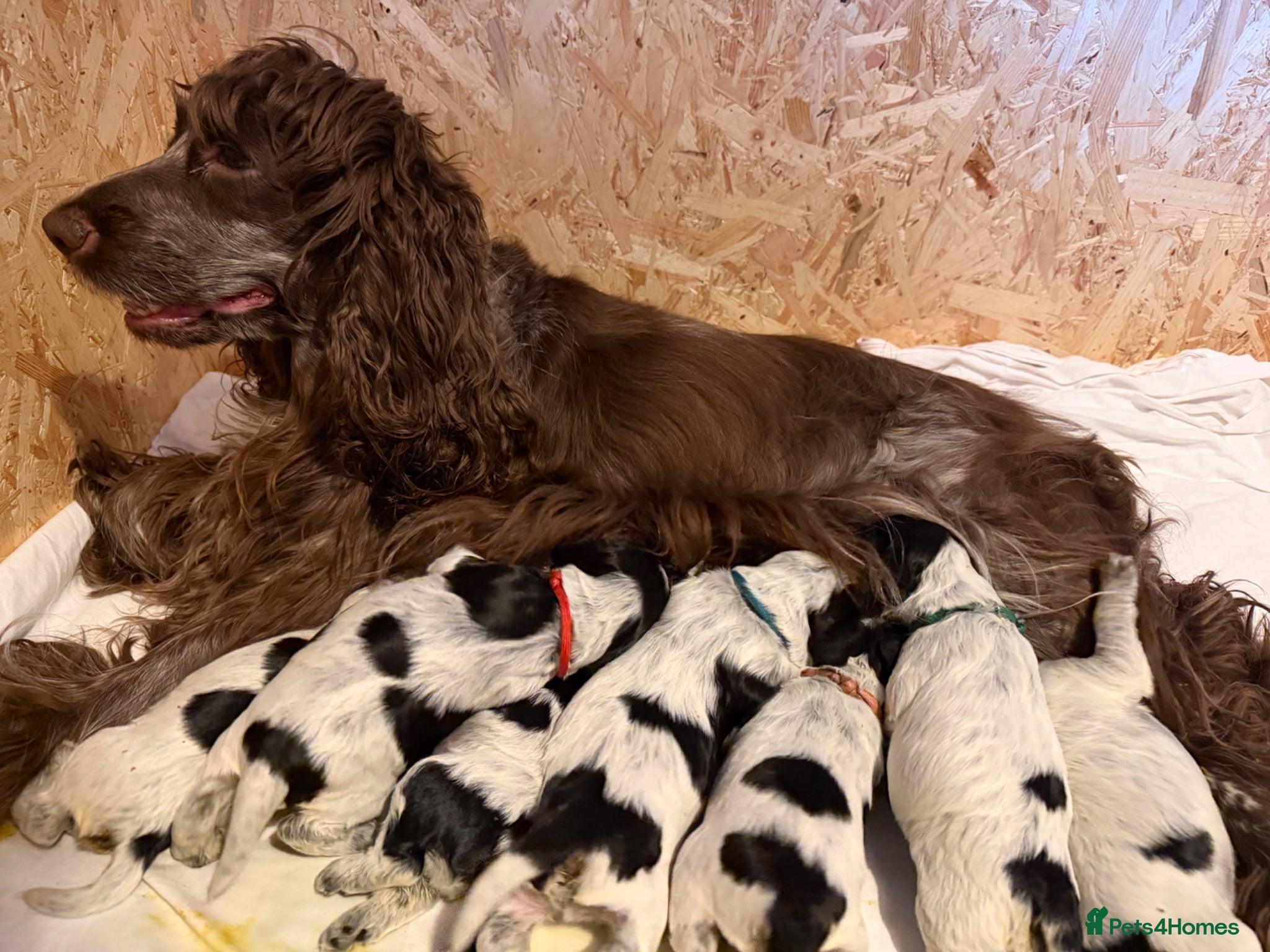 Cocker Spaniel dogs KC Reg Show Type Cocker Spaniel puppies - Advert 1