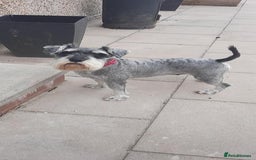 Miniature Schnauzer dogs for sale: Miniature Schnauzer girls - Image 7