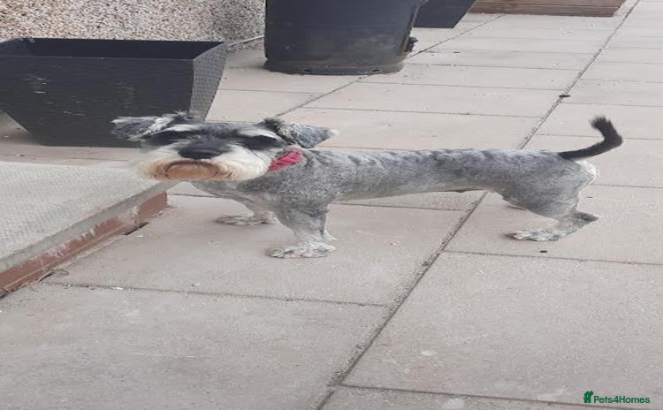 Miniature Schnauzer dogs - Advert 1