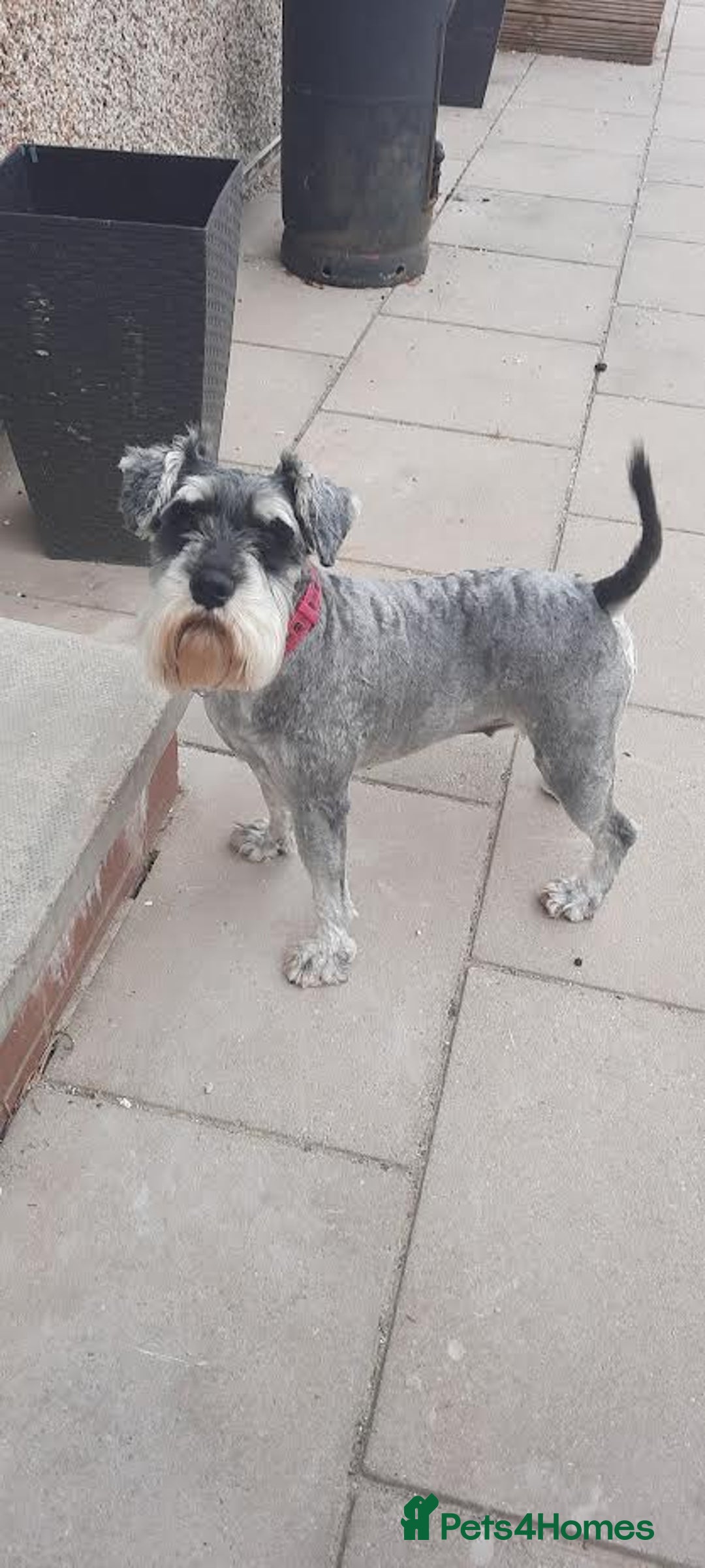 Miniature Schnauzer dogs for sale: Miniature Schnauzer girls - Image 7