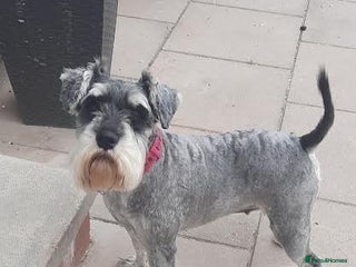 Miniature Schnauzer dogs - Advert 2