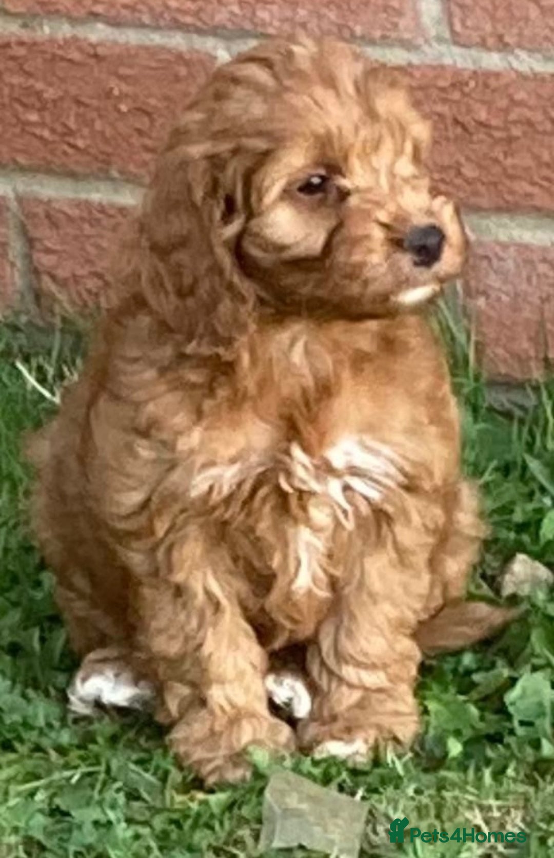 Cockapoo dogs for sale: Cockapoo puppies  - Image 5
