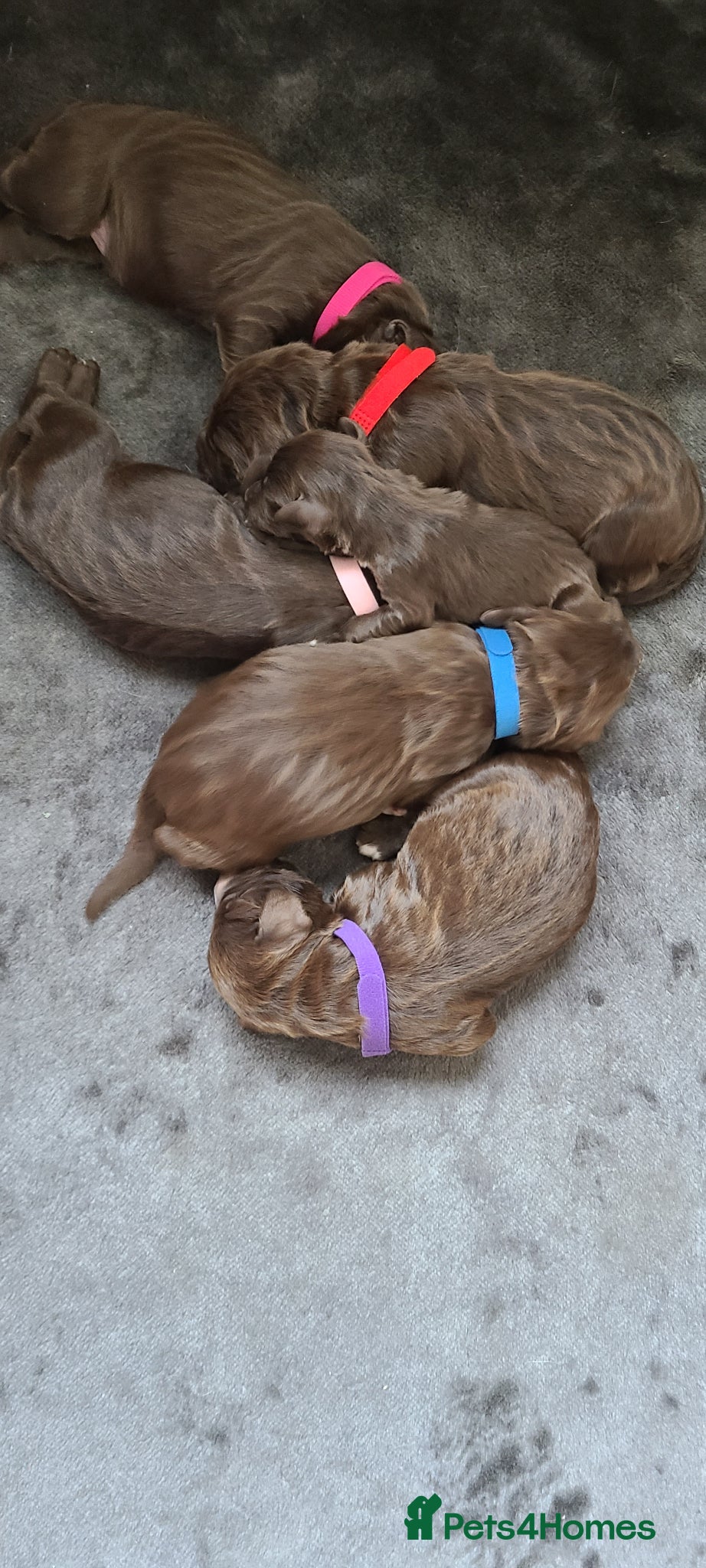 Sproodle dogs for sale: Gorgeous Chocolate F1 Sproodle Puppies  - Advert 1
