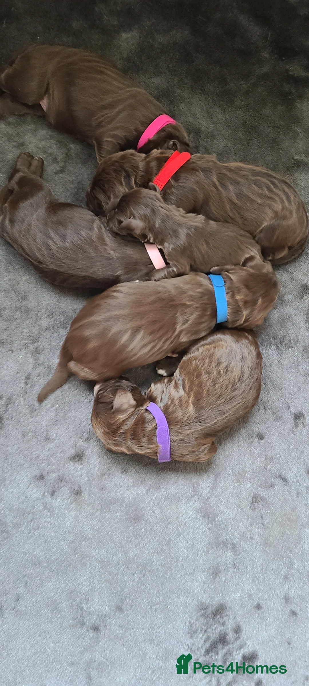 Sproodle dogs for sale: Gorgeous Chocolate F1 Sproodle Puppies  - Advert 1