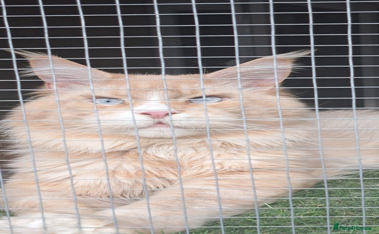 Maine Coon cats - Advert 9