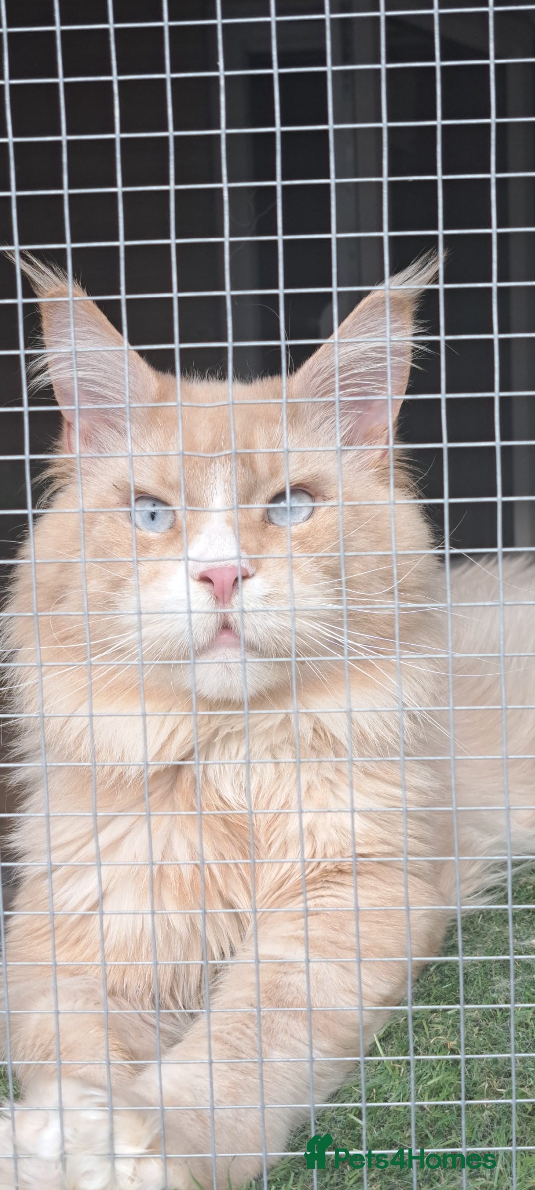 Maine Coon cats for stud: Maine coon boy for stud - Image 1