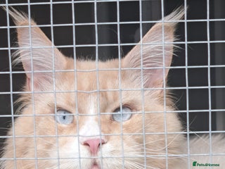 Maine Coon cats - Advert 2