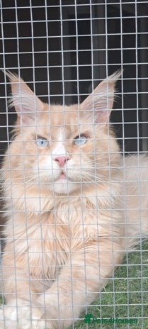 Maine Coon cats - Advert 8