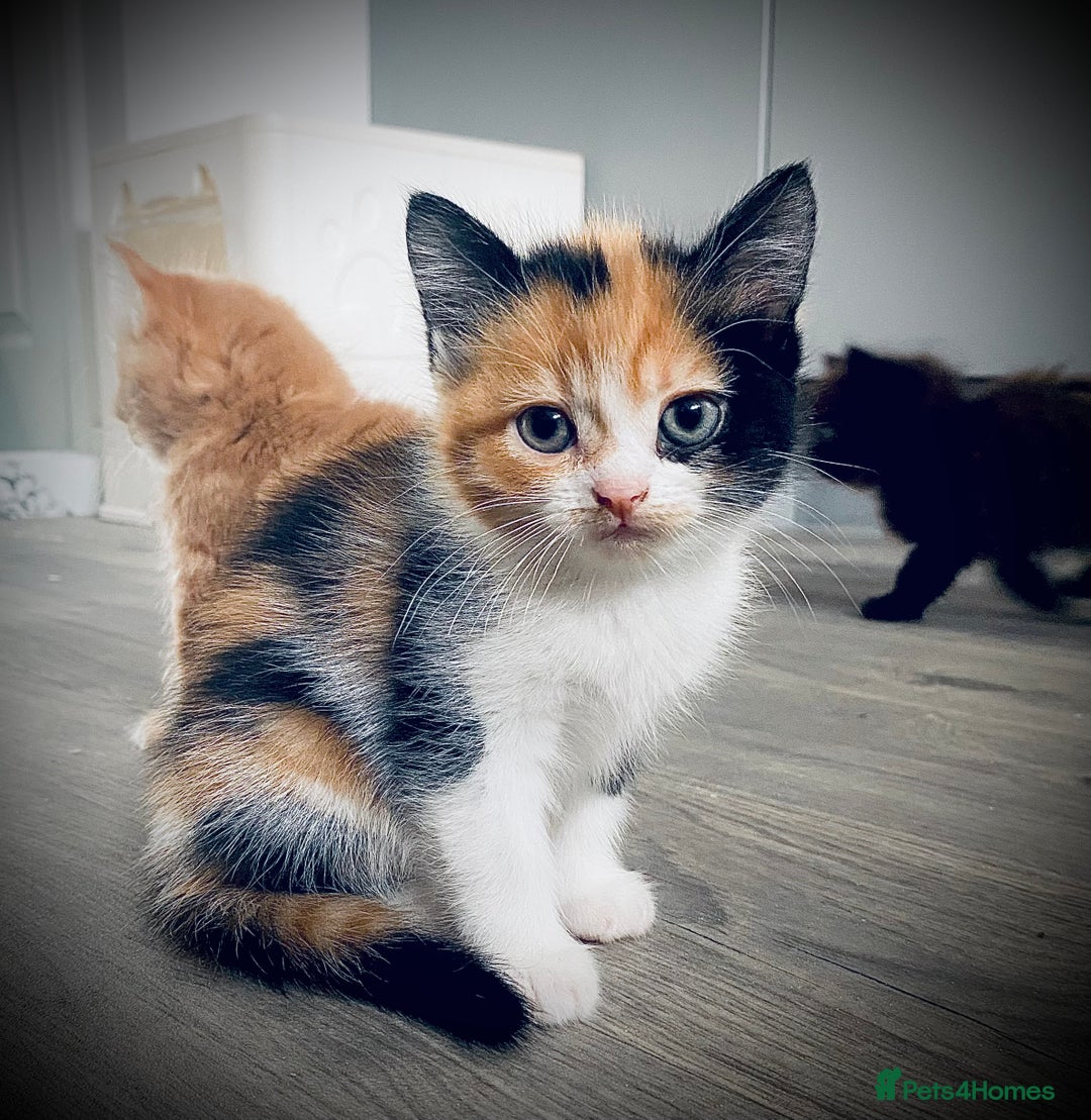 British Longhair cats for sale: 4 gorgeous fluffy kittens - Image 12