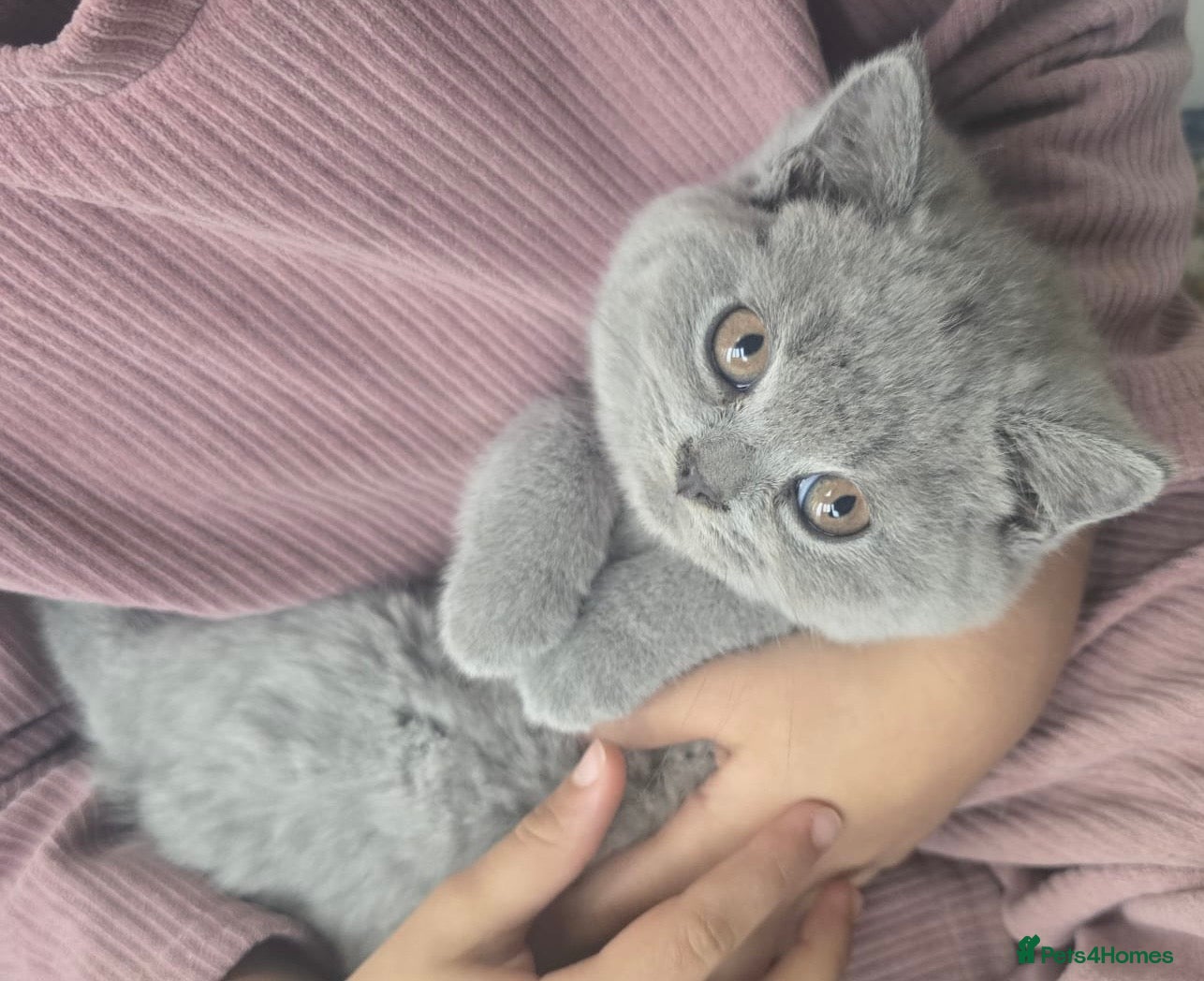 British Shorthair cats Chunky British shorthair  - Advert 7