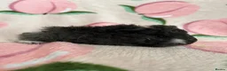 Guinea Pig rodents for sale: Lunkarya - Advert 6