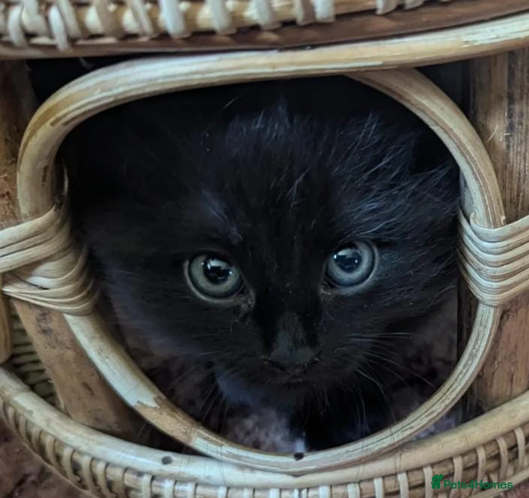 Mixed Breed cats for sale: Kittens ready for collection  in Lewes - Advert 1