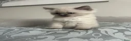 Ragdoll cats for sale: Pure ragdoll kittens - Advert 9