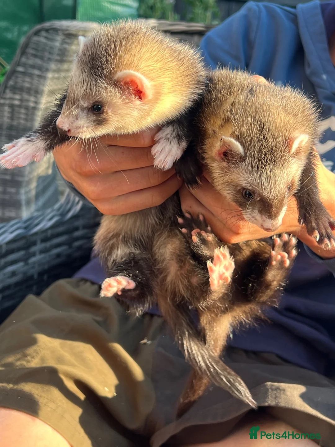 Ferret rodents for sale: 4 young Jill ferrets polecat cross silver  in March - Advert 12