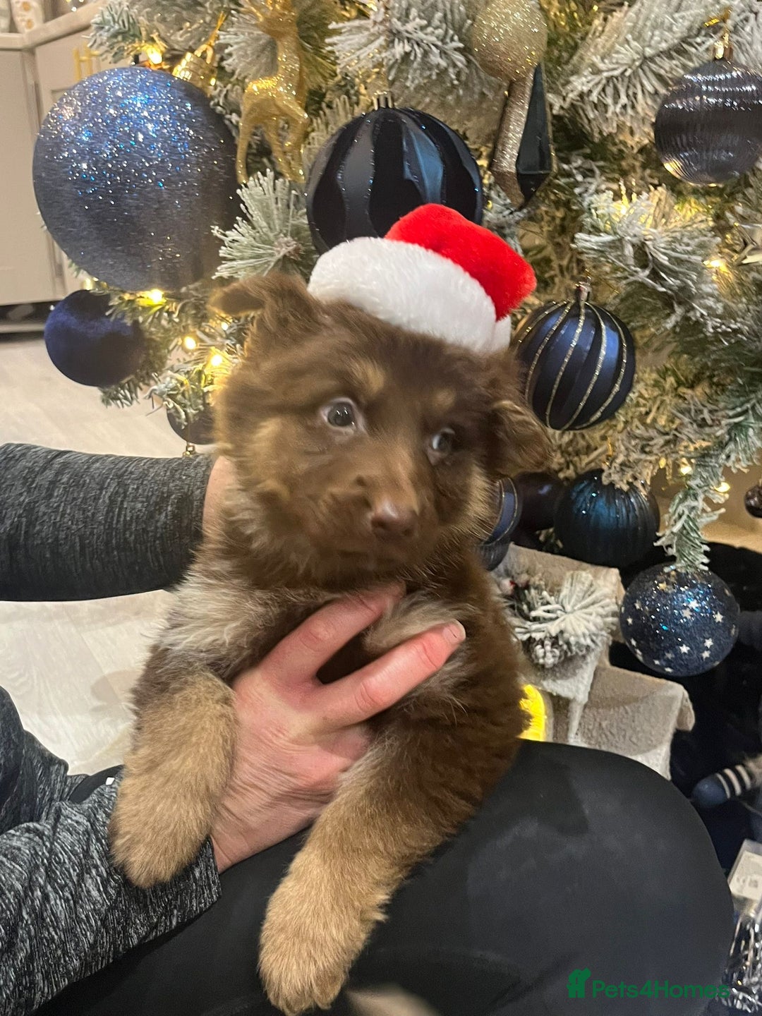 German Shepherd dogs for sale: Working KC GSD German shepherd puppies  - Advert 11