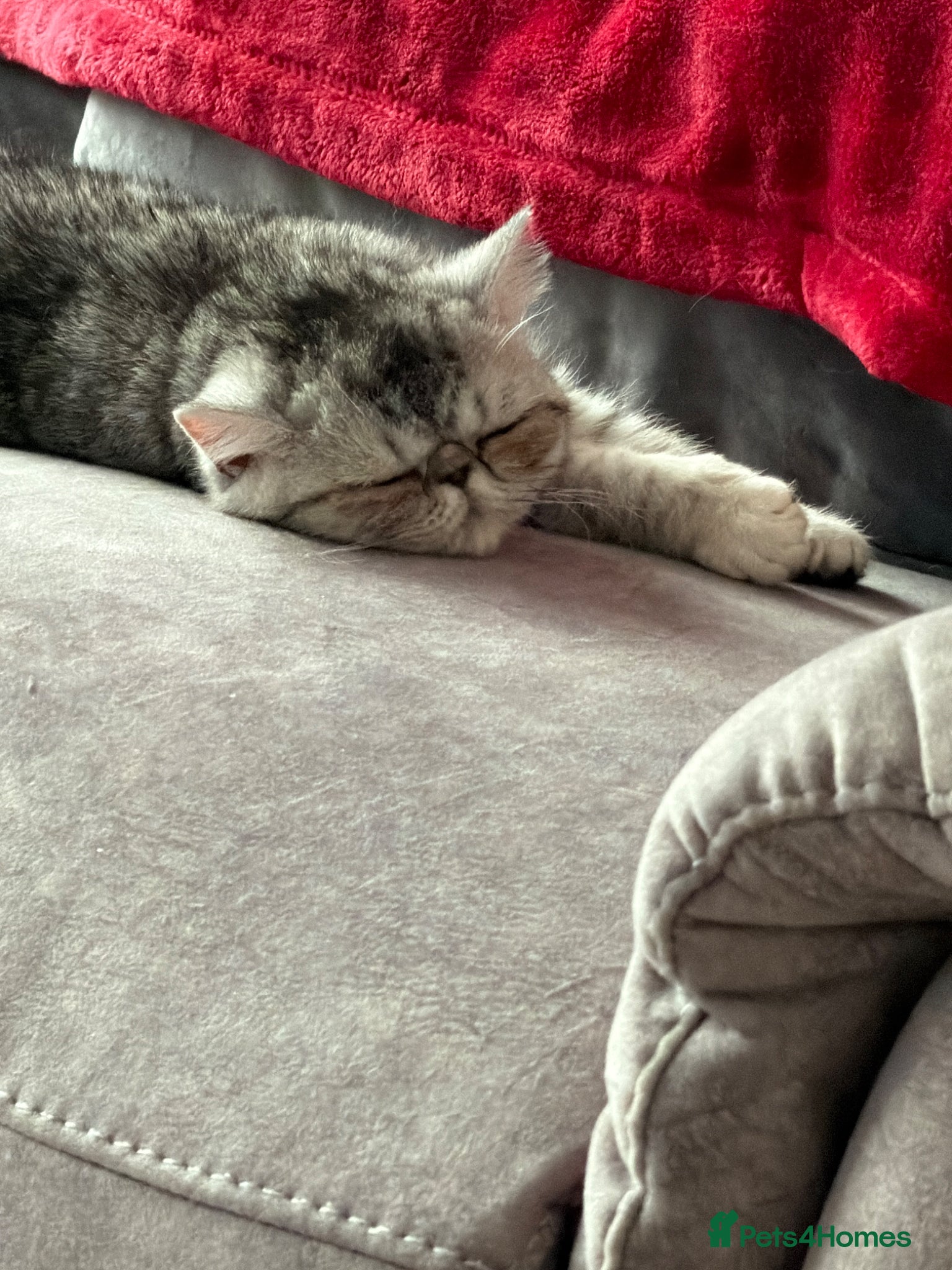 Exotic cats Adorable GCCF Registered Exotic Kittens  - Advert 2