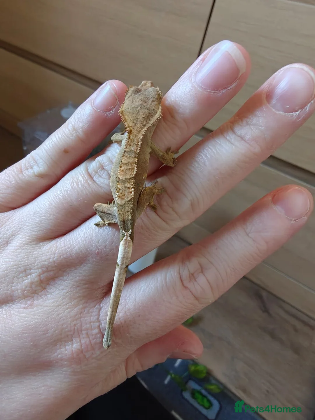 Gecko reptiles for sale: Crested gecko with full bio set up - Advert 21