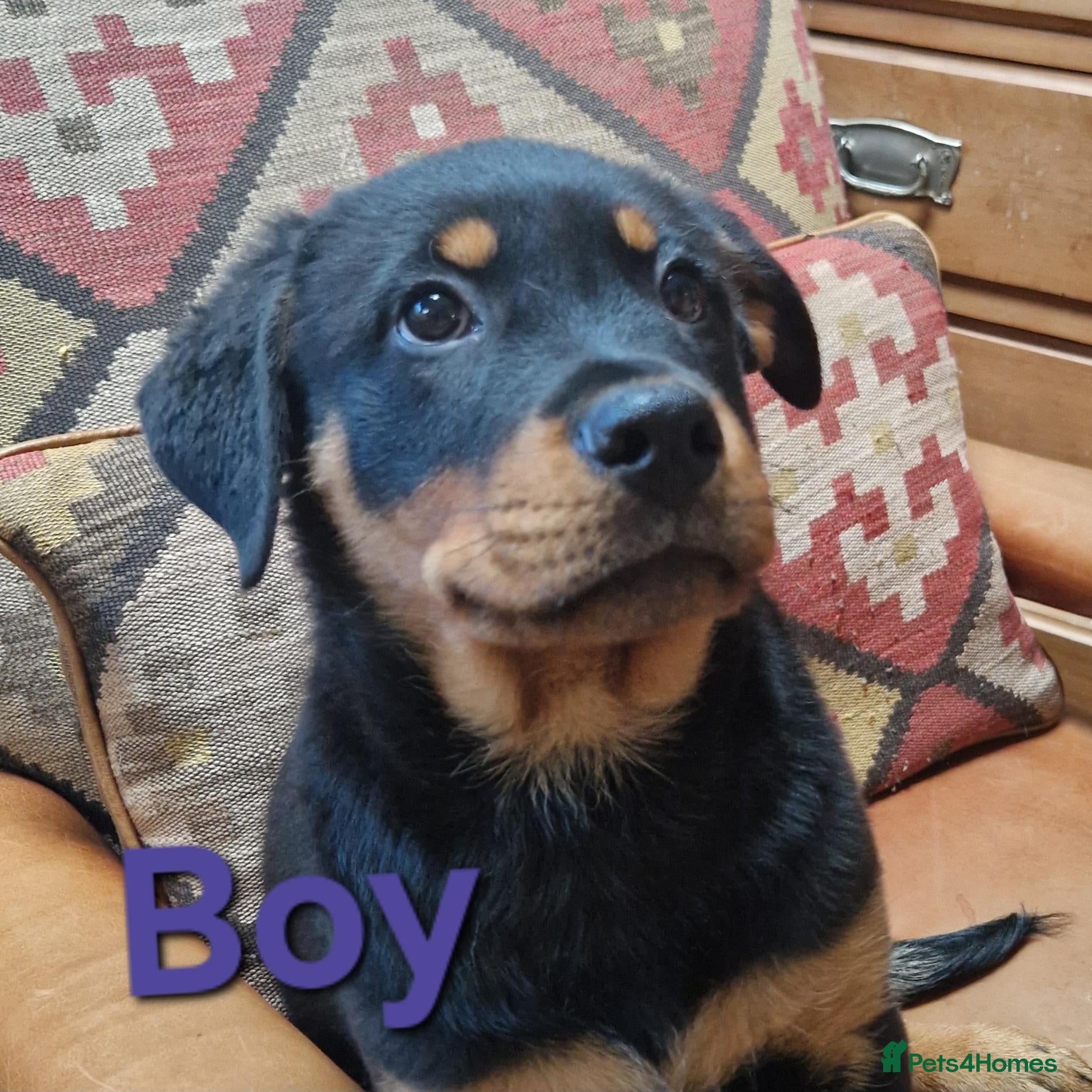Rottweiler dogs Chunky Rottweiler pups - Advert 1