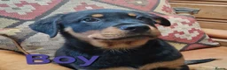 Rottweiler dogs for sale: Chunky Rottweiler pups - Advert 1