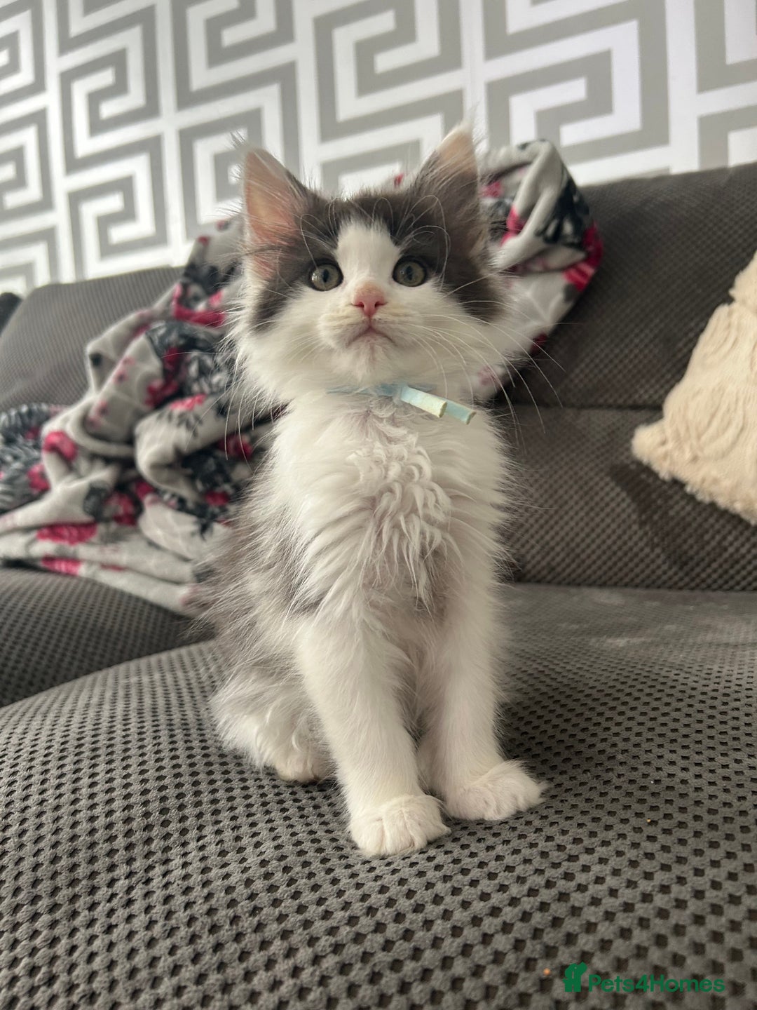 Maine Coon cats for sale: LAST GORGEOUS GIRL - Image 6