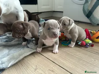 American Bully dogs American pocket bullys - Advert 14