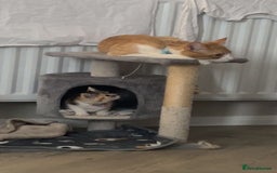 Mixed Breed cats for sale: Tails in need of new home  - Image 3