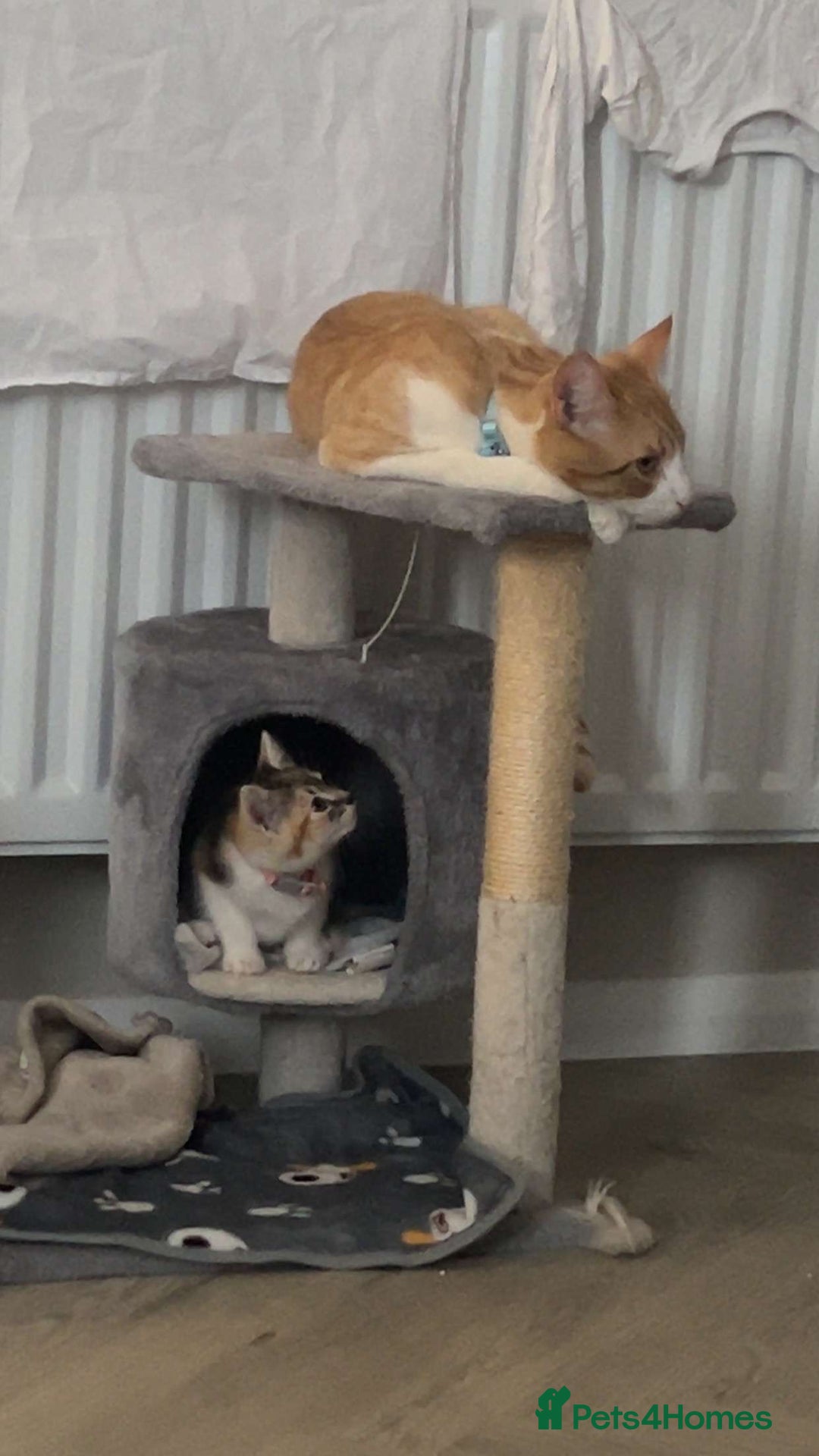 Mixed Breed cats for sale: Tails in need of new home  - Image 3