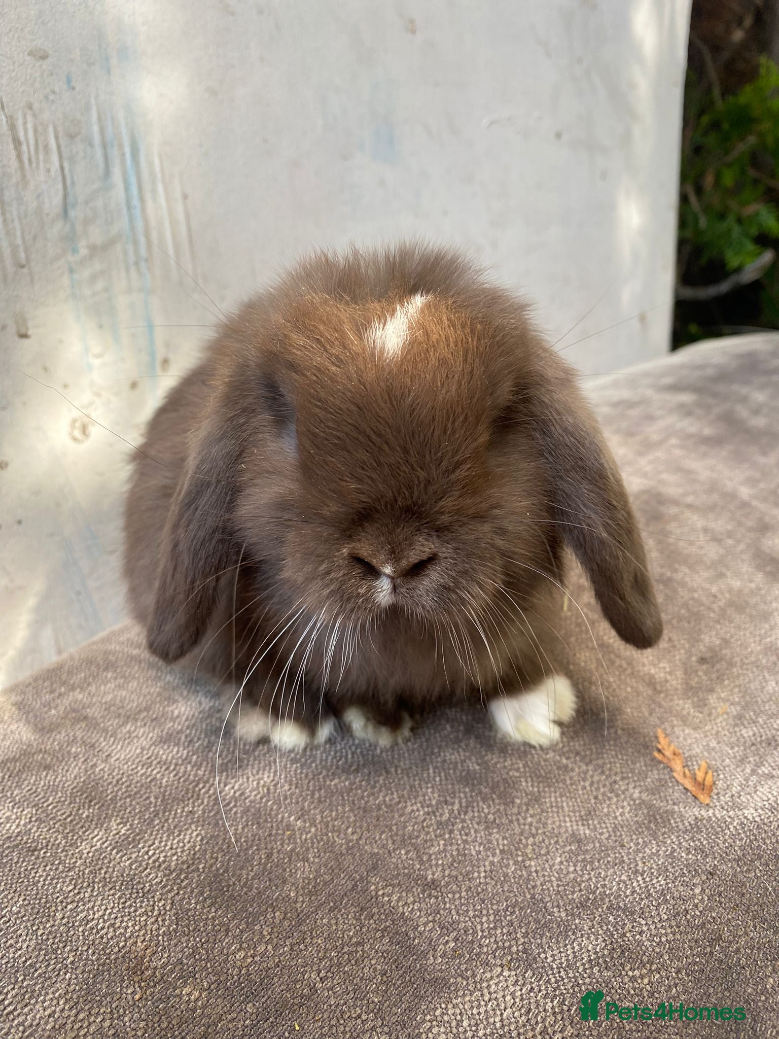 Mini Lion Lop rabbits Double main lion lops and mini lops - Advert 17