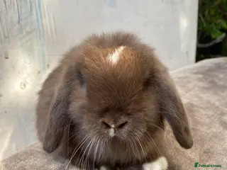 Mini Lion Lop rabbits Double main lion lops and mini lops - Advert 17