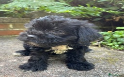 Mixed Breed dogs for sale: ❤️Beautiful Border Terrier cross puppies for sale. - Image 9