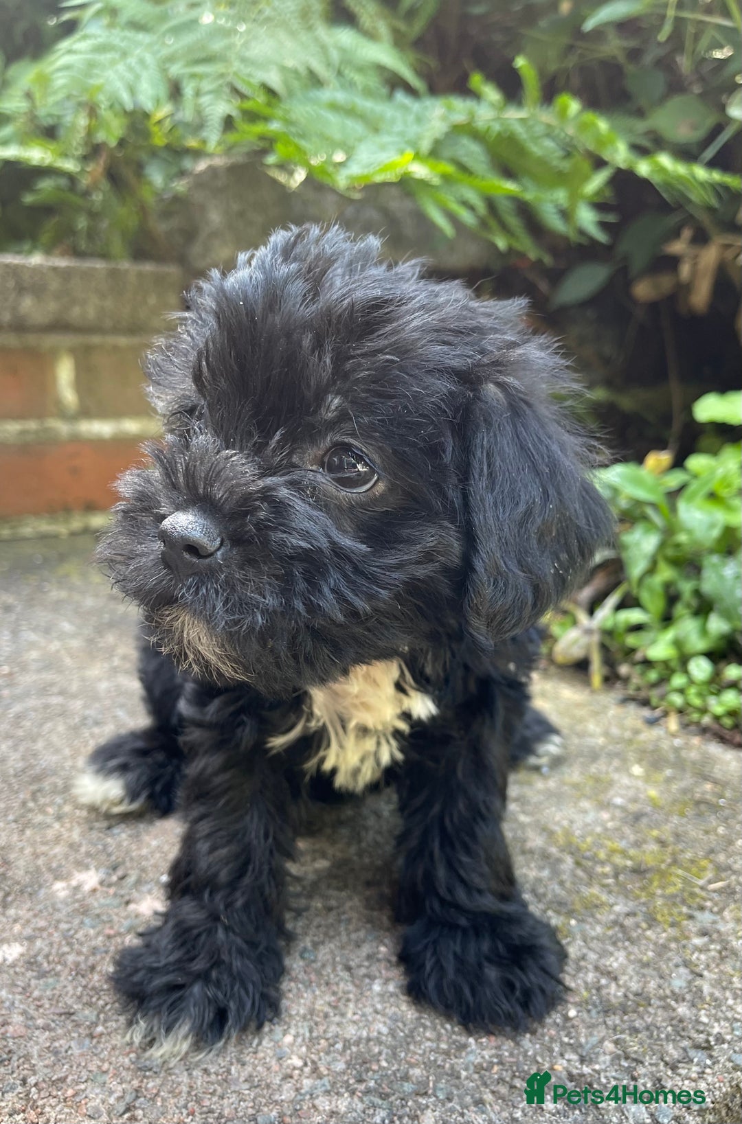 Mixed Breed dogs for sale: ❤️Beautiful Border Terrier cross puppies for sale. - Image 9