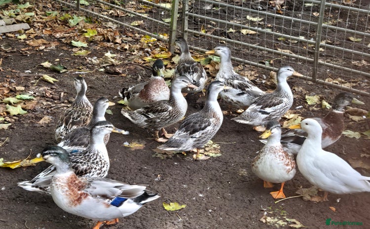 Ducks poultry - Advert 1