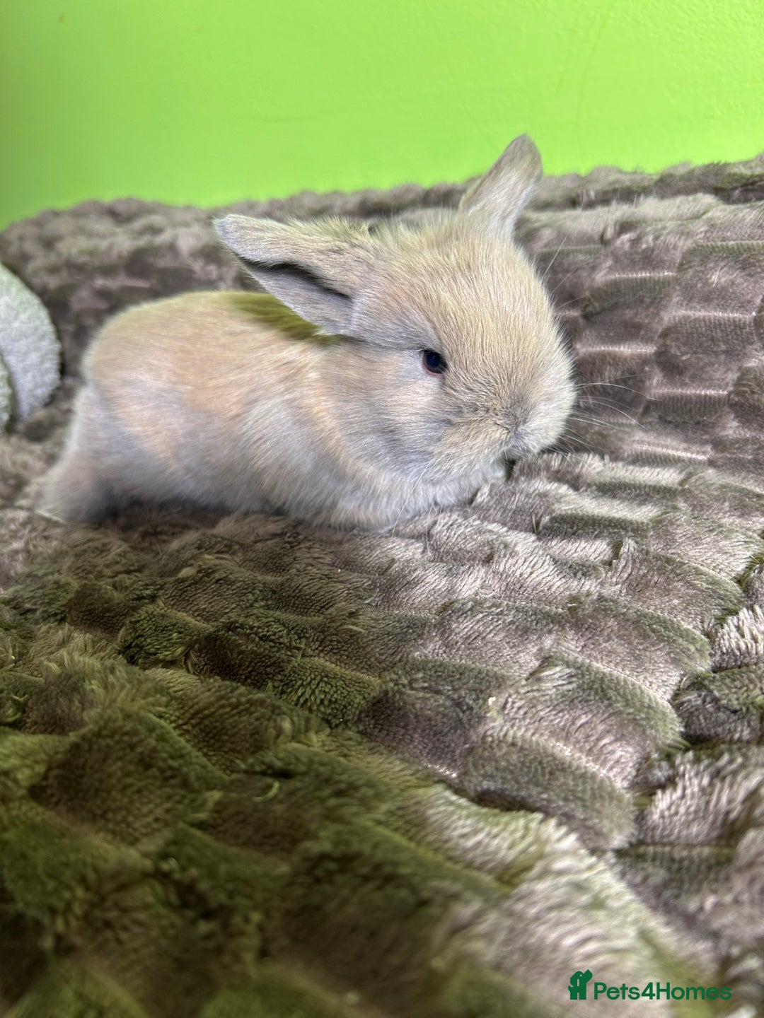 Mini Lop rabbits for sale: Pure breed mini lops  - Image 12