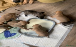 Lurcher dogs for sale: Family friendly pups - Image 4