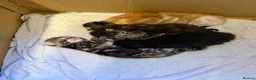 Maine Coon cats for sale: 4 beautiful fluffy kittens  - Advert 6