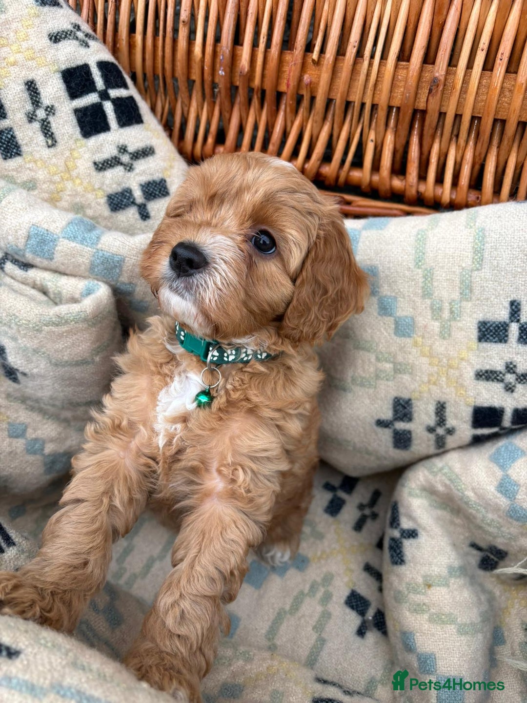 Cockapoo dogs for sale: ❤️ Tiny Deep Red Miniature F1b Cockapoo Pup's  - Image 2