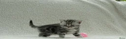 British Shorthair cats for sale: Gccf registered British Shorthair silver tabby's  - Advert 9