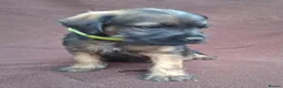 Border Terrier dogs for sale: BORDER TERRIERS SLEM CLEAR  - Advert 9