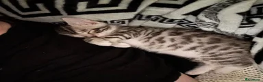Bengal 3